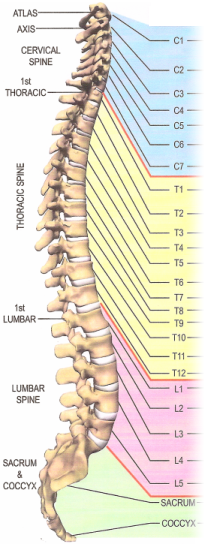 Back Nerve Chart